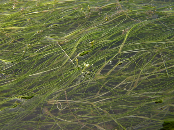 川蔓藻